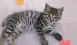 喵喵视频,带你领略萌宠世界的欢乐瞬间